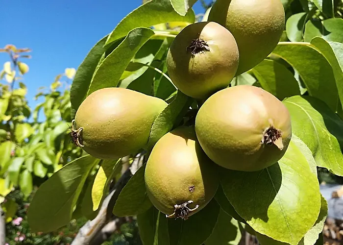 مزرعة للإقامة Country House Corte Antica *